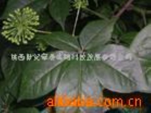 Siberian Ginseng P.E.